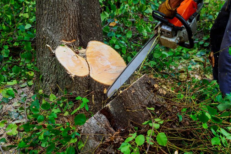 Stump removal Cape Town
